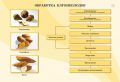 Комплект плакатов «Механическая кулинарная обработка продуктов» 20 плакатов