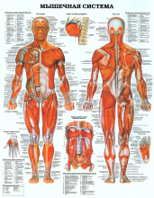 Строение мышечной системы человека