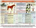 Ветеринария в служебном коневодстве код 4л