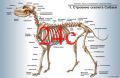 Строение скелета собаки Код 24с